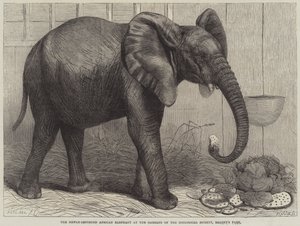 Le nouvel éléphant africain importé aux jardins de la Société zoologique, Regent